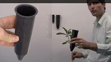 Como plantar mudas de tubetes?