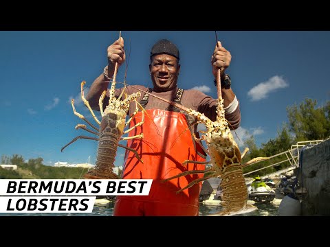 How to Catch the Best Lobsters 600 Miles Off the East Coast — Vendors