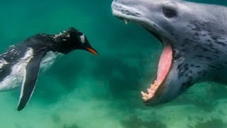 Кошмар пингвинов - морской ЛЕОПАРД