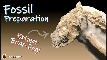 Finished Fossil Preparation - Bear-Dog Daphoenus Skull and Partial skeleton (30 million years ago)