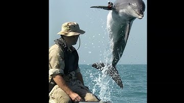 Automated analysis of animal behavior