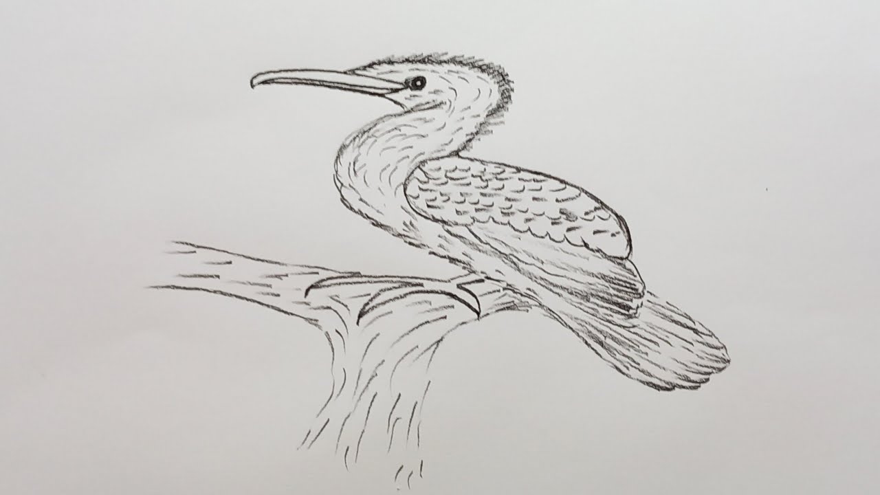 heron bird drawing easy!! Drawingeasy!! How to draw a heron bird!! pencil drawing! supereasydrawing