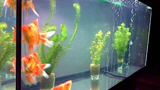 VID-20131114-00009