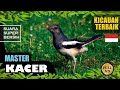 Suara Kicauan Burung Kacer Terbaik Part Masteran Kacer Kacer Gacor Pancingan Kacer Mp3 - Mp4 Download