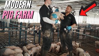 A Full Day Of Modern Pig Farming