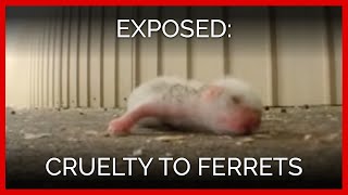Investigation Exposes Cruelty to Ferrets