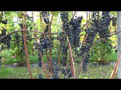 Виноград Мукузани