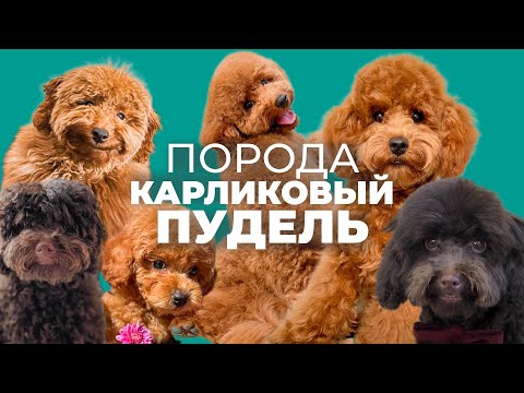 Video: Канча жашта пудель токуш керек