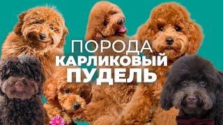 Все о породе КАРЛИКОВЫЙ ПУДЕЛЬ  Плюсы и минусы, характер, воспитание, отзывы, дрессировка, история