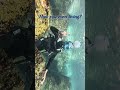 My First Scuba Diving Experience 🤿🌊 | Exploring the Underwater World #trending #nature