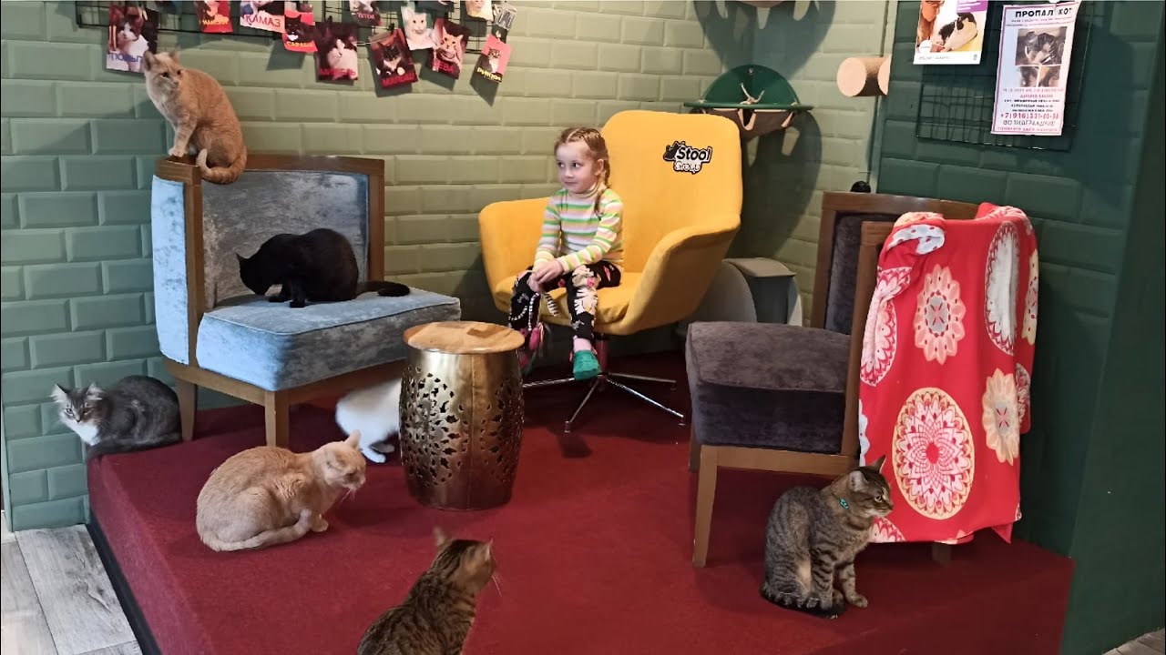 Обзор КотоКафе в Москве по купону Биглион. У Кати сегодня день Рождения ...