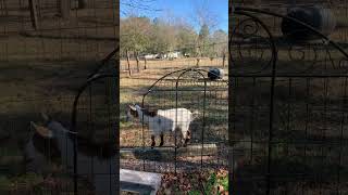 IMG 7648
