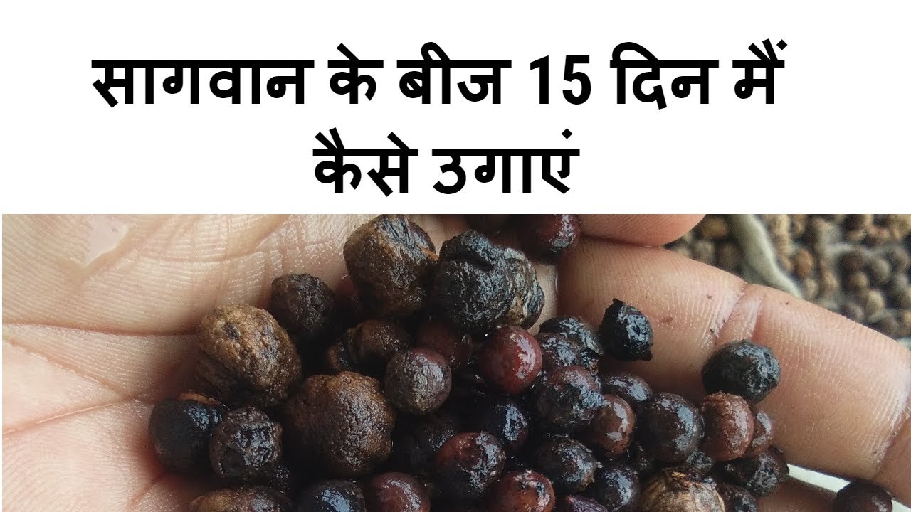 How to get 15 day teak seeds germination ,jabardust videos YouTube