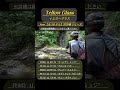 イエローグラス フライロッド【Fenwick Yellow Glass Fly Rod】でイワナ釣り #yellowglass #イエローグラス#shorts 8
