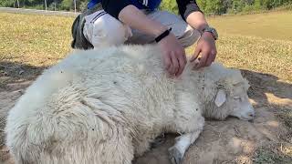 Yaj Nawb Nyob Rau Monkae Khaokho Nawb