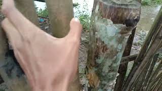 Habis perjalanan jauh mampir dulu dikampung halaman hehe