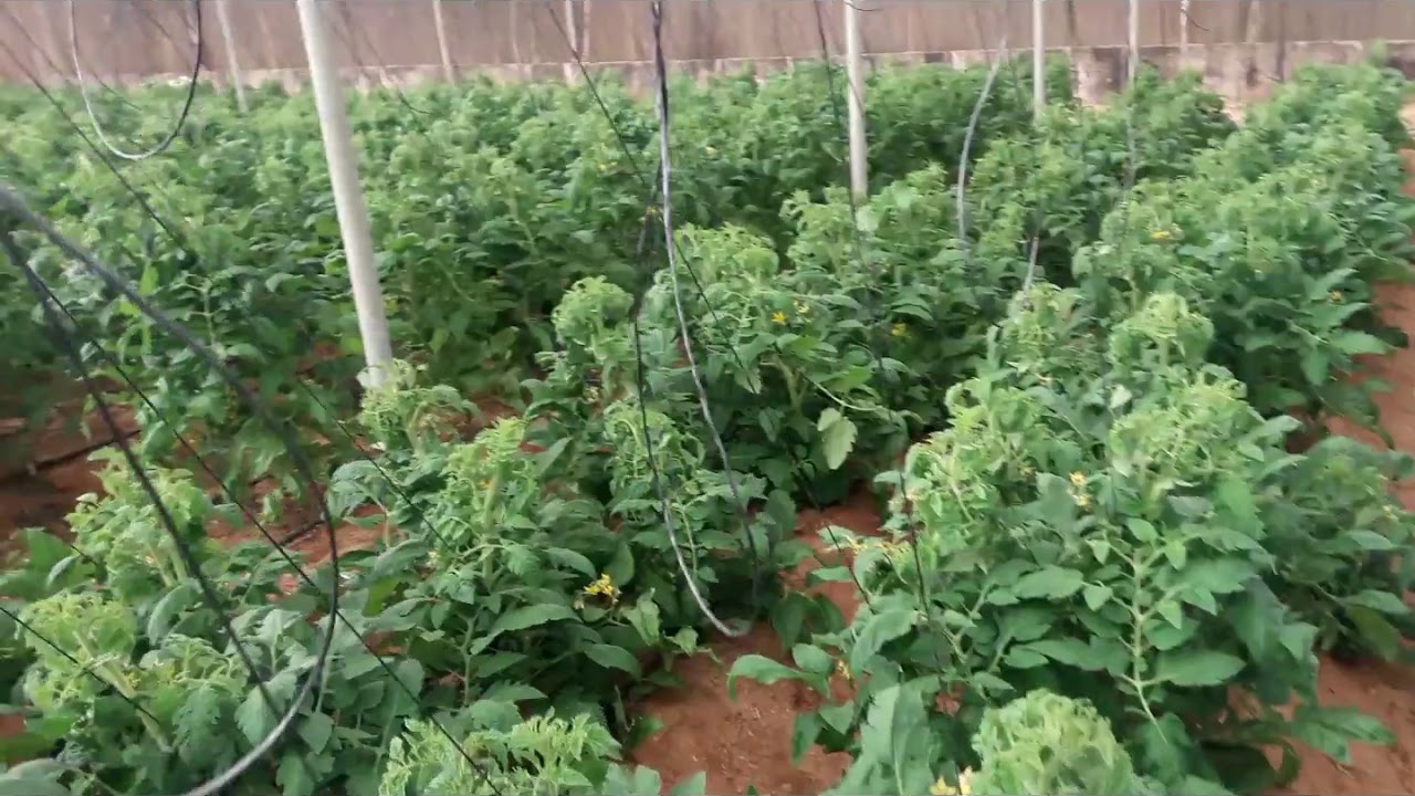 حمض الفوسفوريك وفوائد أضافته للنباتات .