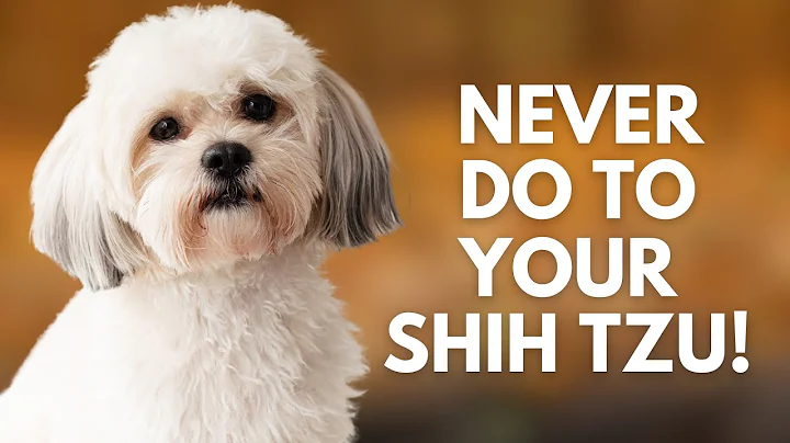 5 Things You Must Never Do to Your Shih Tzu Dog - DayDayNews