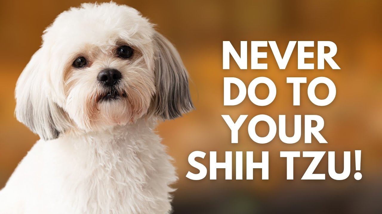 5 Things You Must Never Do To Your Shih Tzu Dog