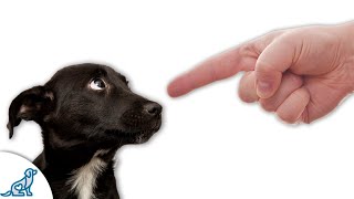 Are You Accidentally Being A Bad Leader For Your Puppy? Profile