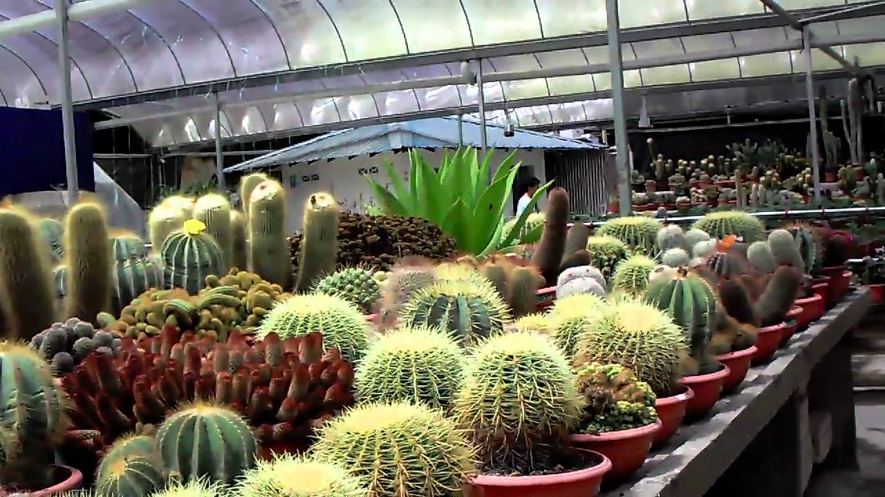  Cactus Point Cameron Highlands 2 YouTube