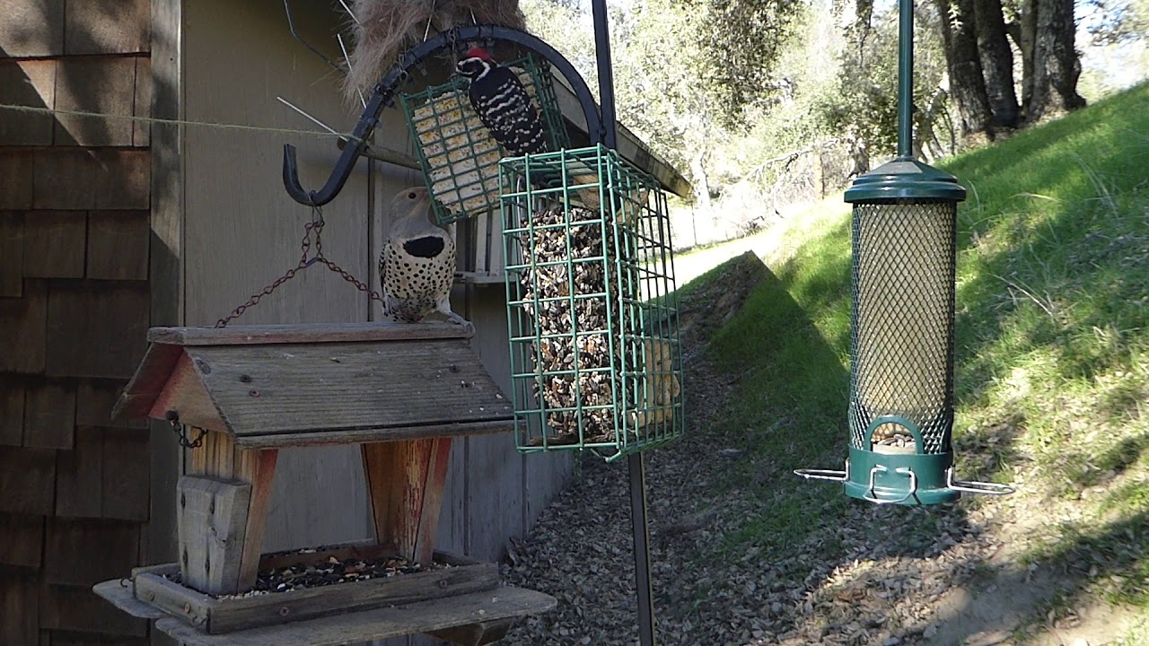 New Bird Sighting Woodpecker Scrub Jay Chickadee More