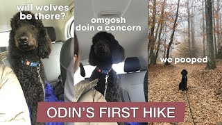 My Dog’s First Hike | Black Standard Poodle Hiking