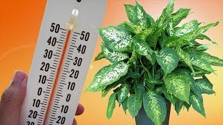 ЖАРА для комнатных растений. Спасаем растения от летней жары! ЖАРА для комнатных растений. Спасаем растения от летней жары!