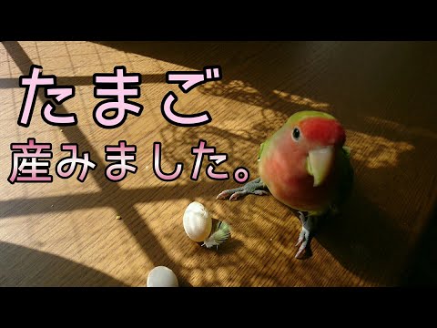 「コザクラインコの卵と発情対策」　文鳥&コザクラインコ