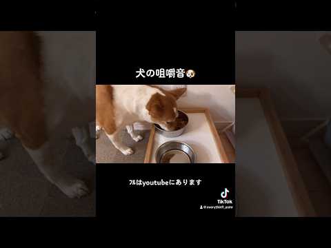犬の咀嚼音🐶/eating sounds of dog #咀嚼音 #犬の咀嚼音 #asmrfood #dogfood