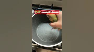 طبخت العصفور وهو عايش سنابي Yasoomy9 عصفور عصافير كاواي يضحك 