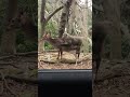 Japanese Monkey Violates Island Deer!