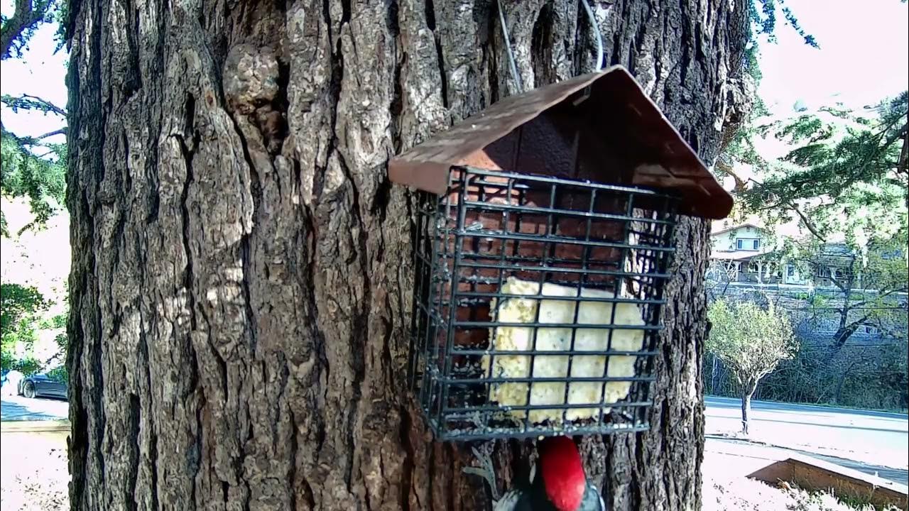 Why should you get a suet feeder? YouTube