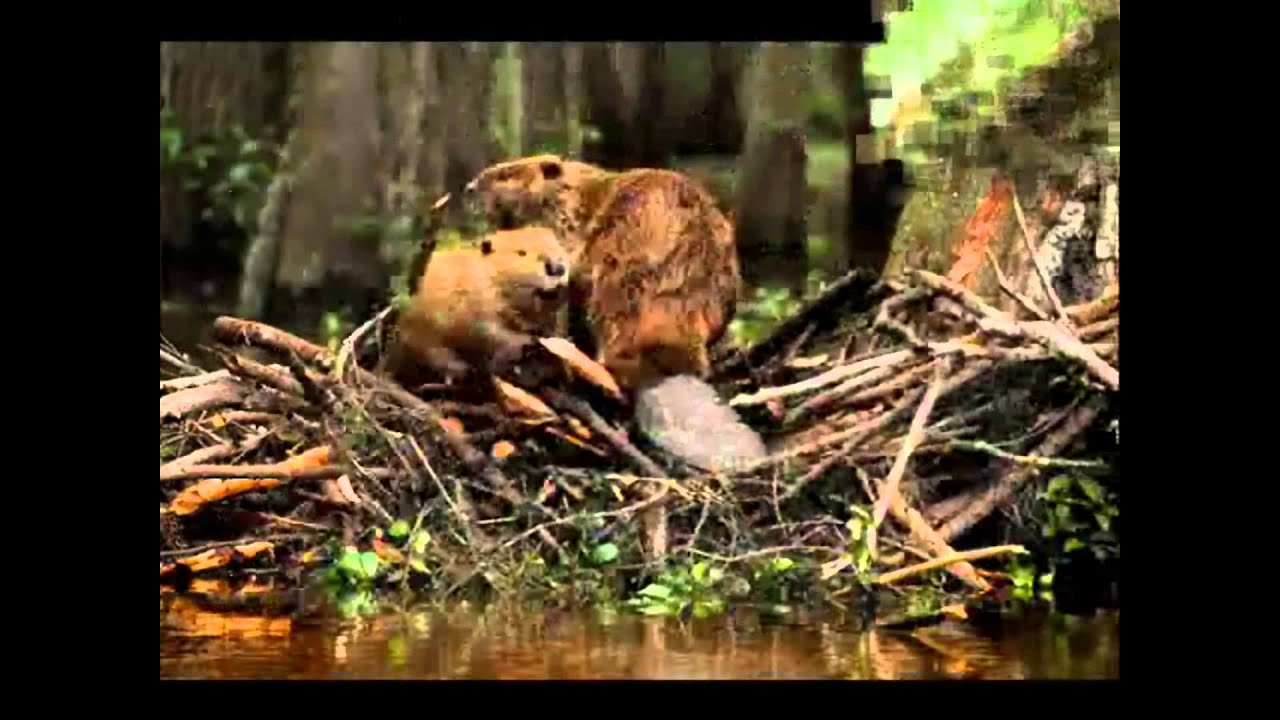 Природные богатства нашего края - YouTube