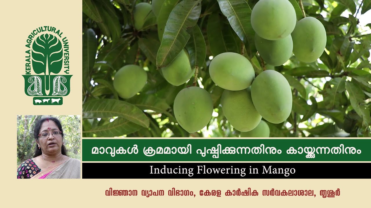മാവുകൾ ക്രമമായി പുഷ്പിക്കുന്നതിനും കായ്ക്കുന്നതിനും