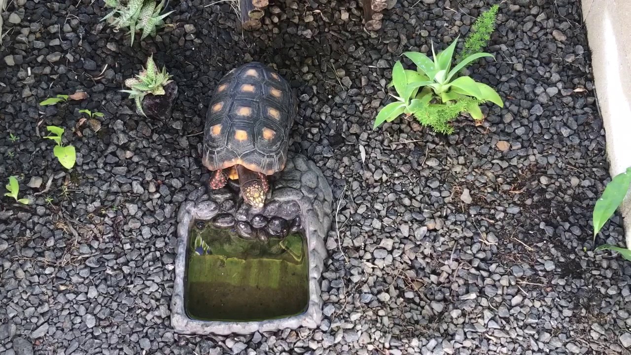 Outdoor Enclosure For Red Foot Tortoise Youtube