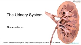 ANAT1010_30_Urinary system + Anki flashcards