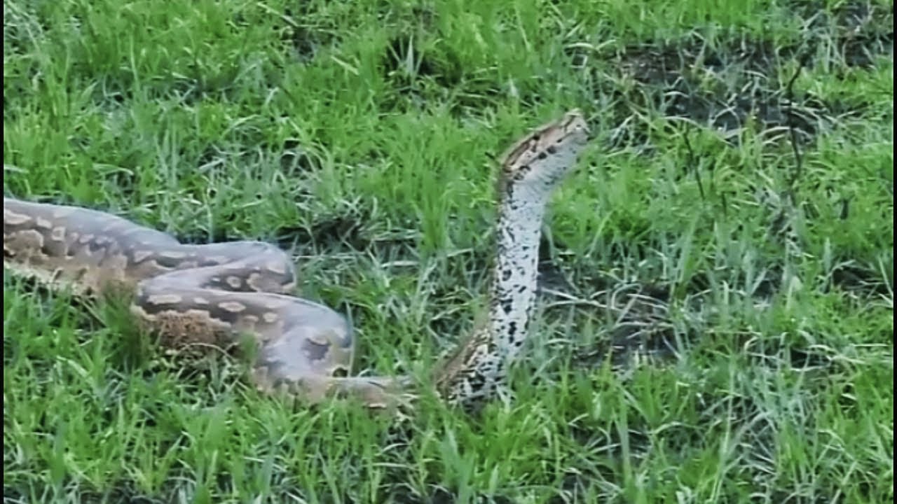 African Rock Python on move | Masaimara | 30 March 2025 - YouTube