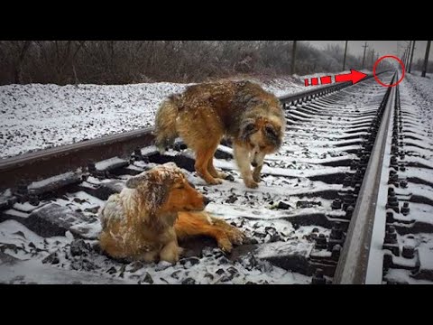 Video: Stavropoli elanikkond. Stavropoli rahvaarv ja tööhõive