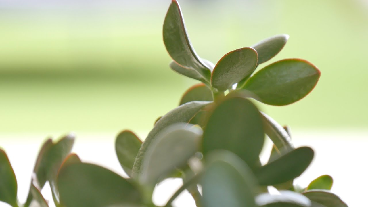 18 Mabo Boulevard, Bonner