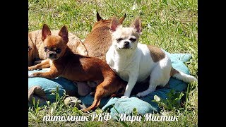 видео: ЧИХУАХУА МЕТИТ ДОМА что делать? Кто лучше мальчик или девочка? питомник Мари Мистик / Марина Белкина картинка: ЧИХУАХУА МЕТИТ ДОМА что делать? Кто лучше мальчик или девочка? питомник Мари Мистик / Марина Белкина