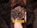 The Enemy That Wiped Out This Hornet Nest