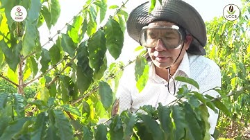 NSC Arabica, phần 5: Kỹ thuật tỉa cành tạo tán cho cây cà phê chè