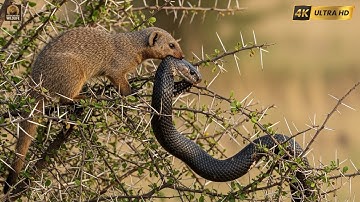 Wild Animal Fight: Mongoose vs King Cobra BATTLE: Caught on Camera - Ultimate Wild Encounter