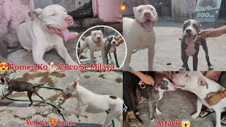 🥰Coco meet Romeo first time || 🤬Romeo ne kiya coco pe 😱attack..|| @HappyBully444