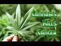 Writer John Vibes Discusses His Cancer Treatment with Cannabis Oil, B17: True Solutions