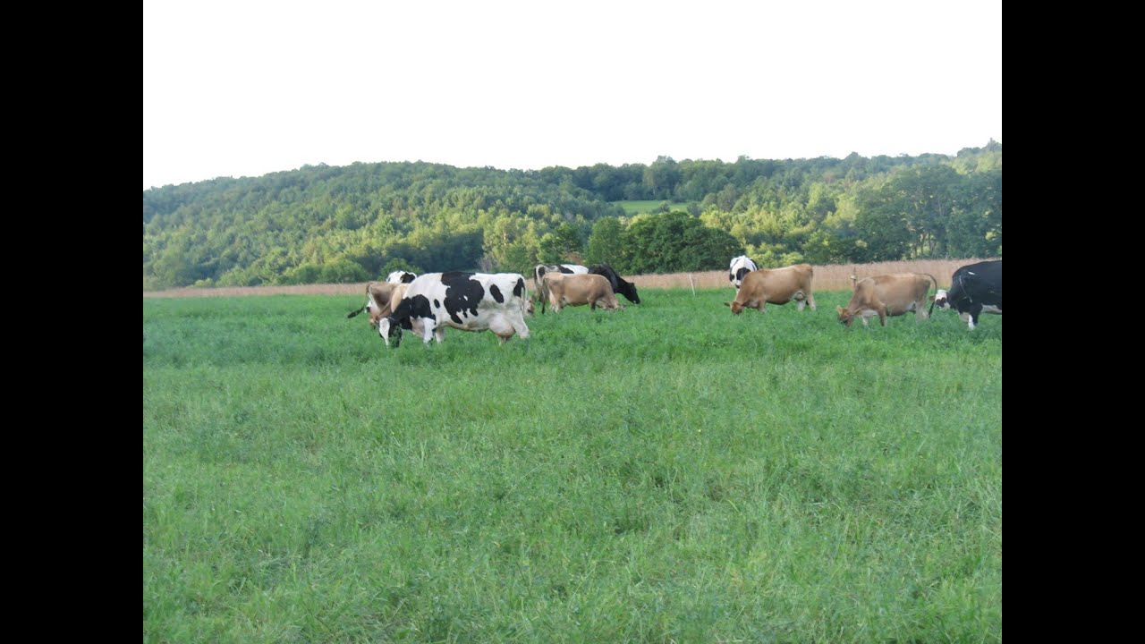 Grass Fed Dairy Farming Opportunities and Challenges in this Rapidly