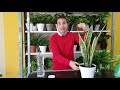 ¿Por qué se te mueren las plantas? Capítulo 2. Cómo regar correctamente a tus plantas.