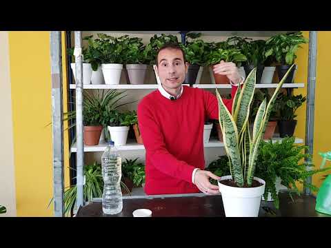 Video: Señales de que una planta está inactiva: cómo saber si las plantas están inactivas en el jardín