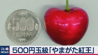 500円玉級さくらんぼ「やまがた紅王」発表！青森「ジュノハート」と対決